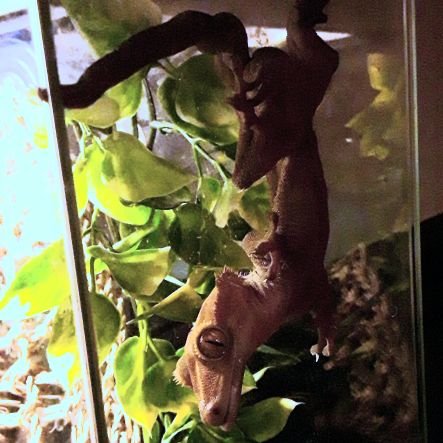 AlohaDeningham's profile picture. Prefers crushed ice.

Co-holder of Guinness
 hugging world record.

5 time Poker Stars Tournament Winner ♣️♦️♠️♥️

LOVES 🇮🇸 🇯🇵

GBS survivor