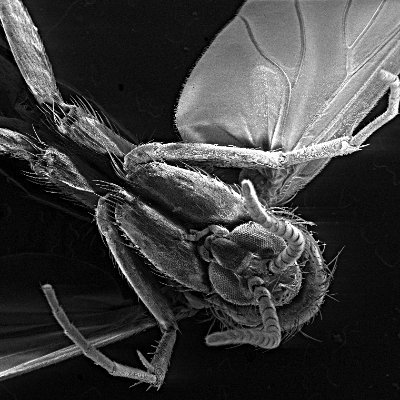 wfw_sem's profile picture. WF West High School's Scanning Electron Microscope - exploring all things small with students and staff. Krista Wilks - instructor