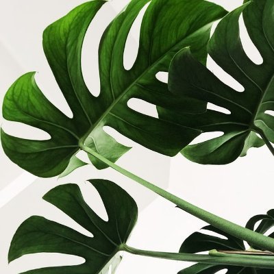 project20002's profile picture. 