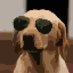 Dog 📈 (@dogcryptothe) Twitter profile photo Dog 📈 (@dogcryptothe) Twitter profile photo