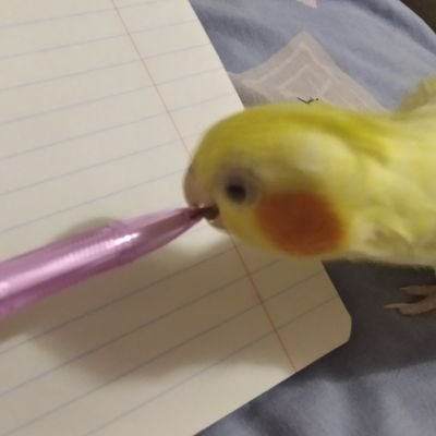 Spludom's profile picture. плех