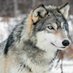Lobo gris (@elpulgoso12) Twitter profile photo Lobo gris (@elpulgoso12) Twitter profile photo