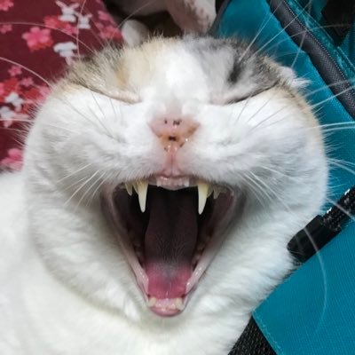 ねこやまさんのプロフィール画像