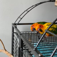 Mango’s House🦜🦜🦜(@ConureMango) 's Twitter Profile Photo