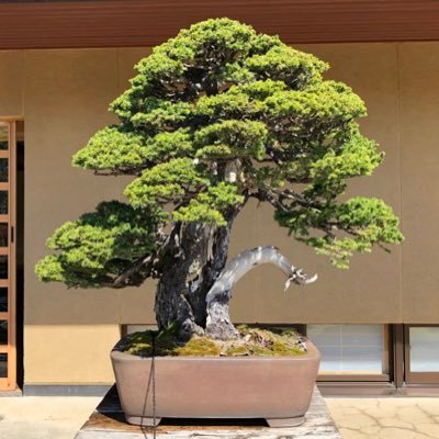 It is a Japanese bonsai shop with a history of 80 years. Introducing the types and tools of bonsai.Please enjoy the bonsai that changes with the seasons.