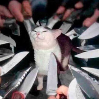 Cattoywastaken's profile picture. I have no idea what I am doing and no one can stop me