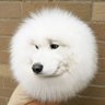 The_Floofiest's profile picture. Kristof/Quinn/Odin | 21 | nb | They/them/it/any pronouns |
Alpine snow spirit
artist, lover of cold, gay samoyed dog fool, I love magic and flowers !! .o.