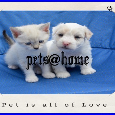pets@ home is a pets caring center in Mahal Nagpur Maharashtra