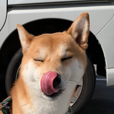 アポロ 21w على تويتر 毎朝晩 犬の散歩 いまはまだ大丈夫だけど お腹大きくても行けるものなのかと不安になります 妊娠17週 妊娠5ヶ月 犬の散歩