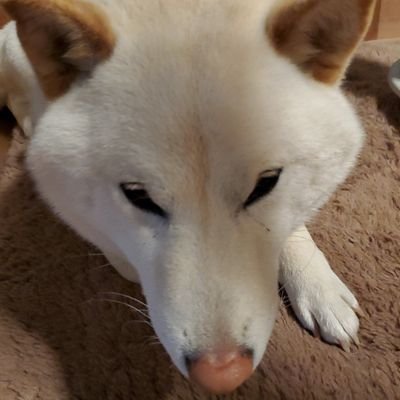 柴犬専門呟き
YouTube初めました😍
柴犬専門チャンネル→https://t.co/g4t4j1JPrE