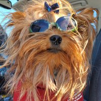 YORKIES RULE! (@culbrethl) 's Twitter Profile Photo
