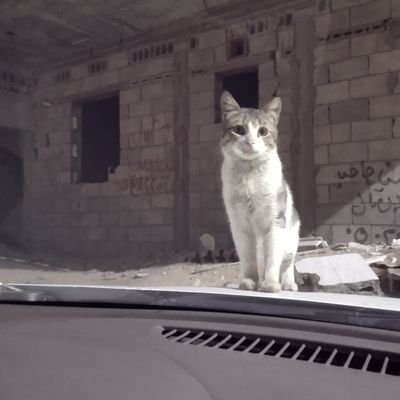 shaikfaizee2's profile picture.
