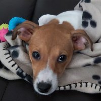 Lady the Jack Russell 🐕 (@formvacations) 's Twitter Profile