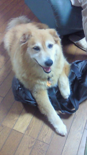 fourstarsand701's profile picture. いぬ。静岡SSUボニータ。ヴァンラーレ八戸。カンブリア紀とか縄文とか宇宙とかスタートレックとか富士山とか新幹線とか。トラックも好き。相棒ロードバイクはBianchi Infinito、なんでもつぶやくよ～　世界の生き物全員が自由で幸せになりますように