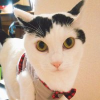 猫又🐈‍⬛ (@nekomata_jewel) 's Twitter Profile Photo