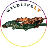 Wildlifely(@Wildlifely_Com) 's Twitter Profile Photo