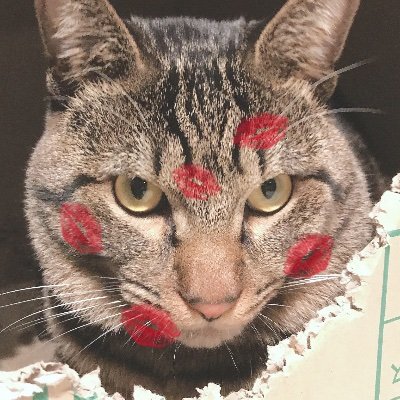 のんさんのプロフィール画像