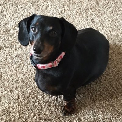 lisag418's profile picture. Common Sense is like a flower🌼 but that doesn’t mean it grows in everyone’s garden. Always be kind