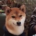 Useless dog (@ciabato_doge) Twitter profile photo Useless dog (@ciabato_doge) Twitter profile photo