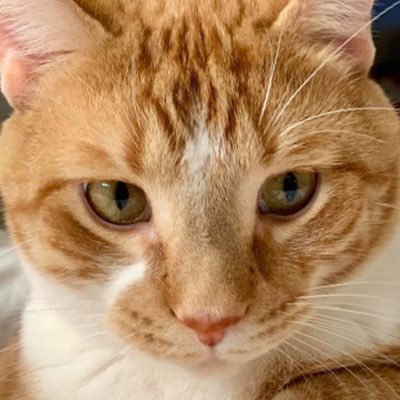 MoldyEggPlant's profile picture. 