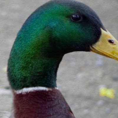 DuckHunterLa Profile Picture