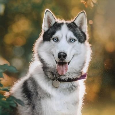 PilillaTester's profile picture. Ama de casa. Los animales mi pasion