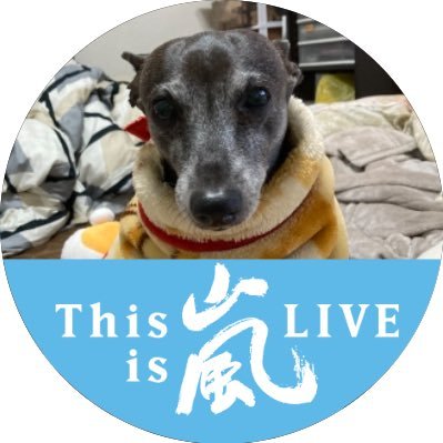 12年と半年飼ってたイタグレのキャデが、2021年7月28日天国🌈へと旅立ちました😭😭 そして、2023年4月30日新しくイタグレ子犬お迎え決定🐶名前は、Lupin˚✩☪︎⋆｡˚✩ ファミリーで、キャンプ🏕してます。娘転勤で離れた為、ただいまキャンプ休止中💦