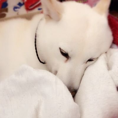 物販、ネットビジネスに恋してます(*´∇`)
会社のお給料が安くて大変なのでいつか自由な生活を夢見て今日も今日とて奮闘中❗
副業・FX・仮想通貨など情報収集を兼ねて情報の紹介、情報発信をしていきますので
皆さんどうぞよろしくお願いします(^ω^)