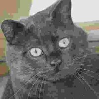 🐱 tedder 🐈 (@tedder42) 's Twitter Profile