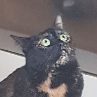 Minisasy1's profile picture. 20 | Swe | Player for ? | Game dev/Programmer