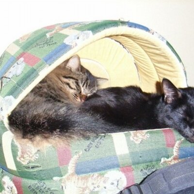 背中の上に猫２匹。