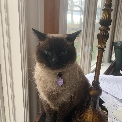 thiscatthatcat1's profile picture. 