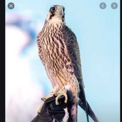 FREEROBLOX5's profile picture. 