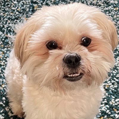britishmum55's profile picture. Single mum, lover of the United Kingdom, all things sensible, dogs and children, don’t like rudeness and injustice