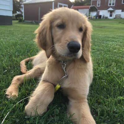 My hoomans say I’m a Goldendoodle, but I think I’m an undercover squeaker “Retriever.” I💗 walks, rides, chasing squirrels on the farm, and cuddles with mom!