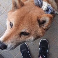 星座 (@kouki35111) 's Twitter Profile