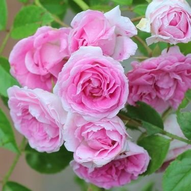 toma_roses's profile picture. 20↑  雑食  とーらぶ にじさんじ
🌈🕒    🎤 🏢 🖥️💙辺り
Twitter初心者 いろいろとご自由にどうぞ