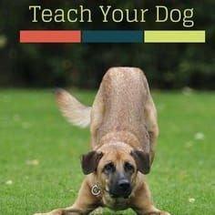 🧾Elke week nieuwe blog artikelen op mijn website
🐶Alle informatie over verschillende hondenrassen!
❔Voor vragen stuur gerust een PB!