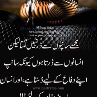 ShahidM25482411's profile picture. skp