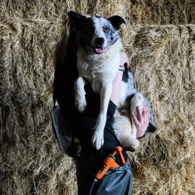 Shepherd in the SW 🇬🇧 Flock manager and Shepherd for CP farming. 🐑 Charmoise rams, sheepdogs. proud to produce and eat British meat