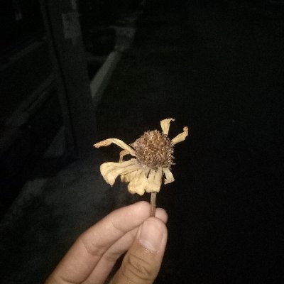 ArivalLeo's profile picture. 