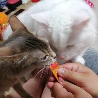 甘口 ペットボトルに小さな穴を開けて中におやつを入れた即席おもちゃ 2匹共興味津々 でも 譲りあっちゃったね 猫 メインクーン ソマリ 猫好きさんと繋がりたい 猫のいる幸せ 手作りおもちゃ 甘口 ペットボトルに小さな穴を開けて中におやつを入れた即席おもちゃ 2匹共興味津々 でも 譲りあっちゃったね 猫 メインクーン ソマリ 猫好きさんと繋がりたい 猫のいる幸せ 手作りおもちゃ