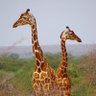 NECA_Kenya's profile picture. NECA is a network of community conservancies in Garissa, Mandera and Wajir counties in Kenya.