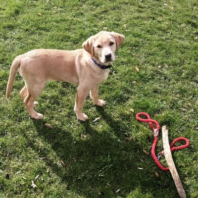 rudythelab's profile picture. Labrador puppy exploring the world