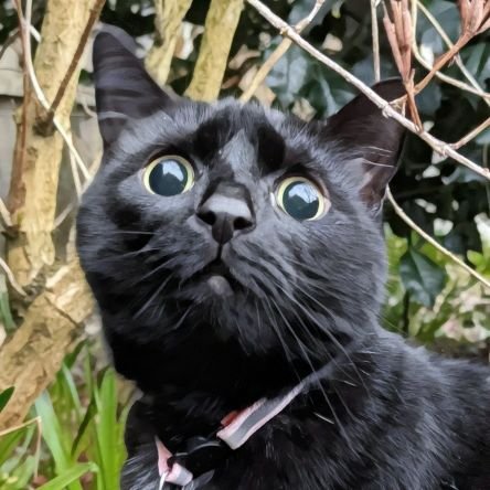 Emskidooo's profile picture. 31 ♀ 🏴󠁧󠁢󠁥󠁮󠁧󠁿 | Skulking and lurking 👀 Baldur's Gate 3 obsessive.