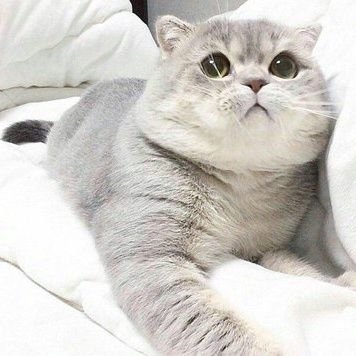 bungadafodil's profile picture. Akun sambat