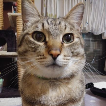 nyanpararira71's profile picture. ネコ２匹同居

引きこもりの孤独な主婦

六四天安門事件
クマのプーさん