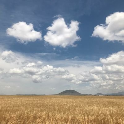 KubraTartan's profile picture. 