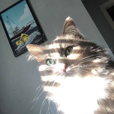 Tobeoswin's profile picture. fuck fascism!