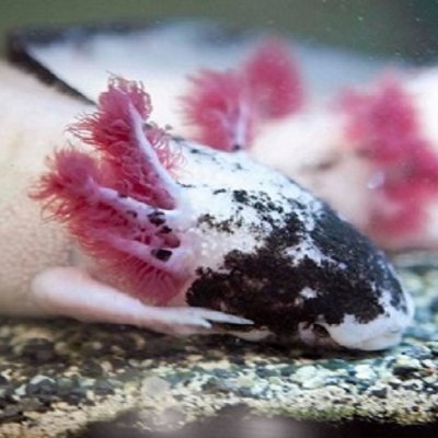 Ambystoma Genetic Stock Center
Breeding colony of Mexican #axolotl salamanders (A. mexicanum)
Located at @universityofky
Director: @RandalVoss